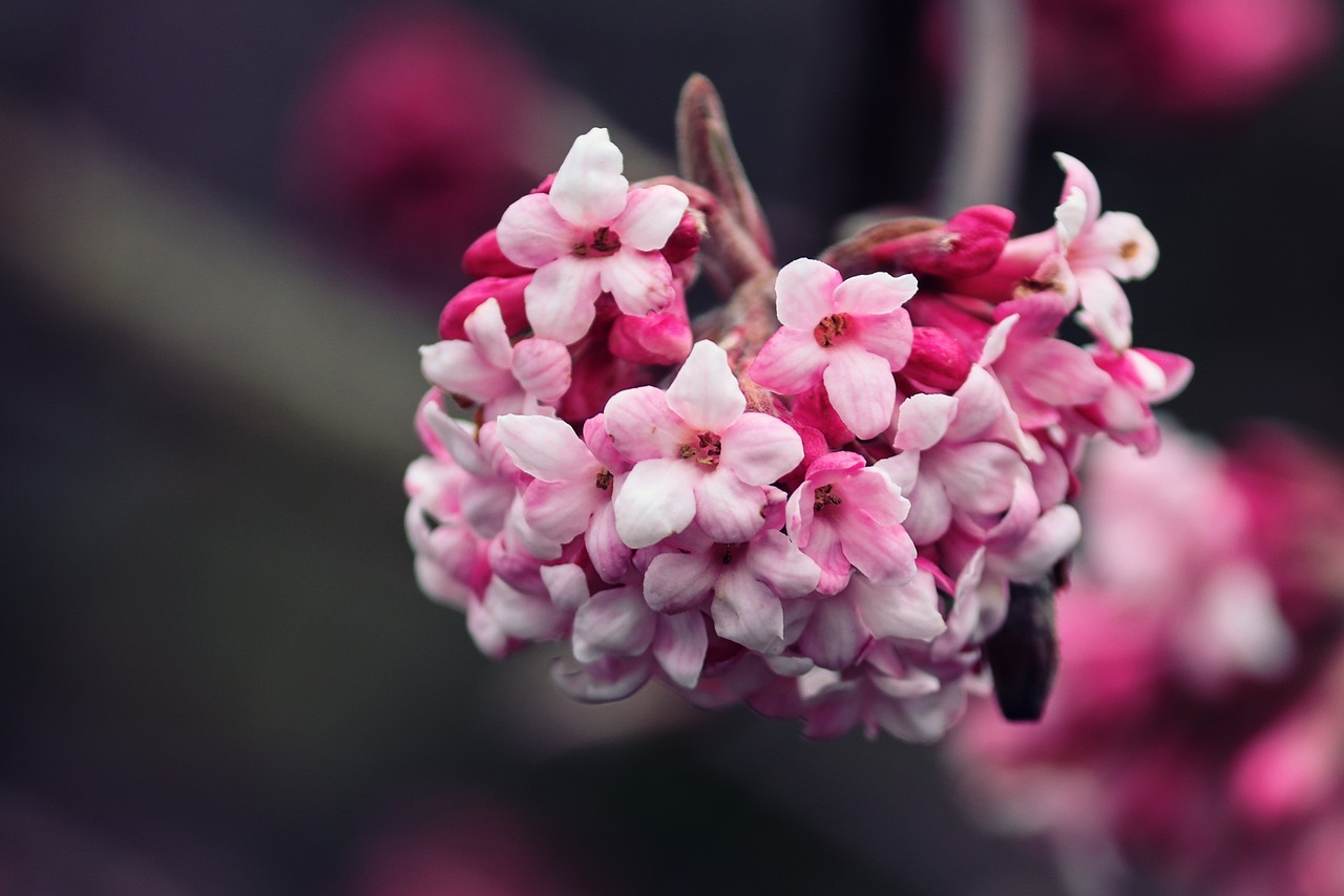 Planting and Growing Viburnum